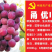甬优一号葡萄苗扦插苗自家基地保质保量基地直发