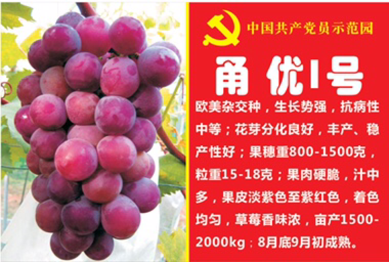 甬优一号葡萄苗扦插苗自家基地保质保量基地直发