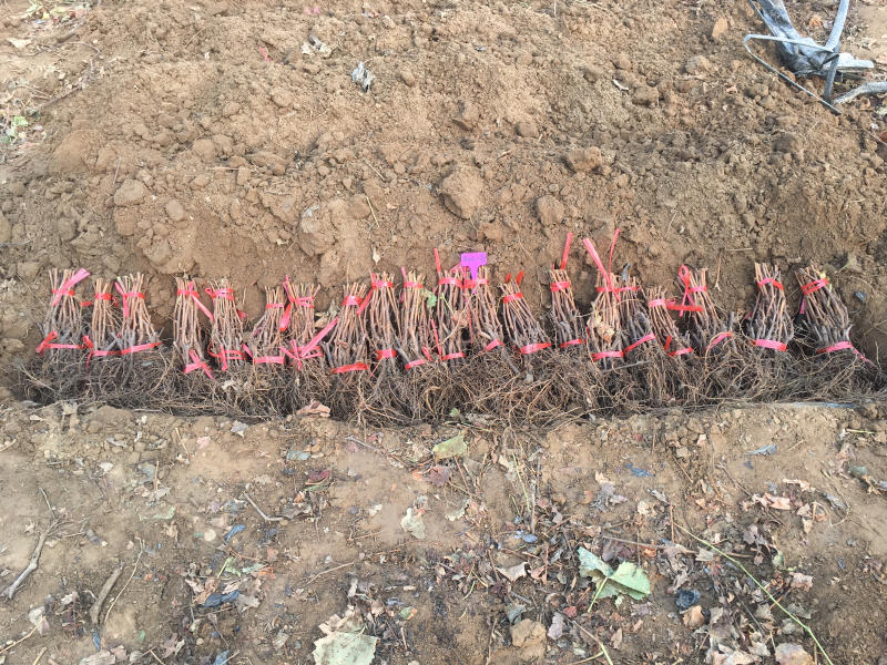 甬优一号葡萄苗扦插苗自家基地保质保量基地直发