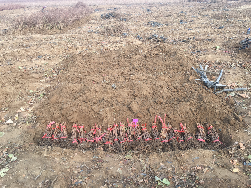 甬优一号葡萄苗扦插苗自家基地保质保量基地直发