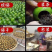 小青柑（柑普茶）