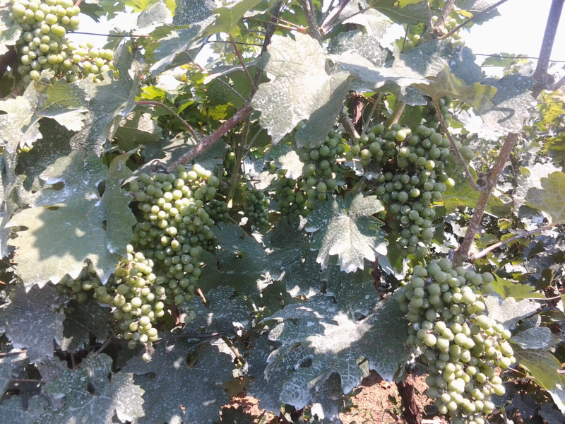 赤霞珠酿酒葡萄苗占地苗大规模占地苗欢迎参观基地交流经验