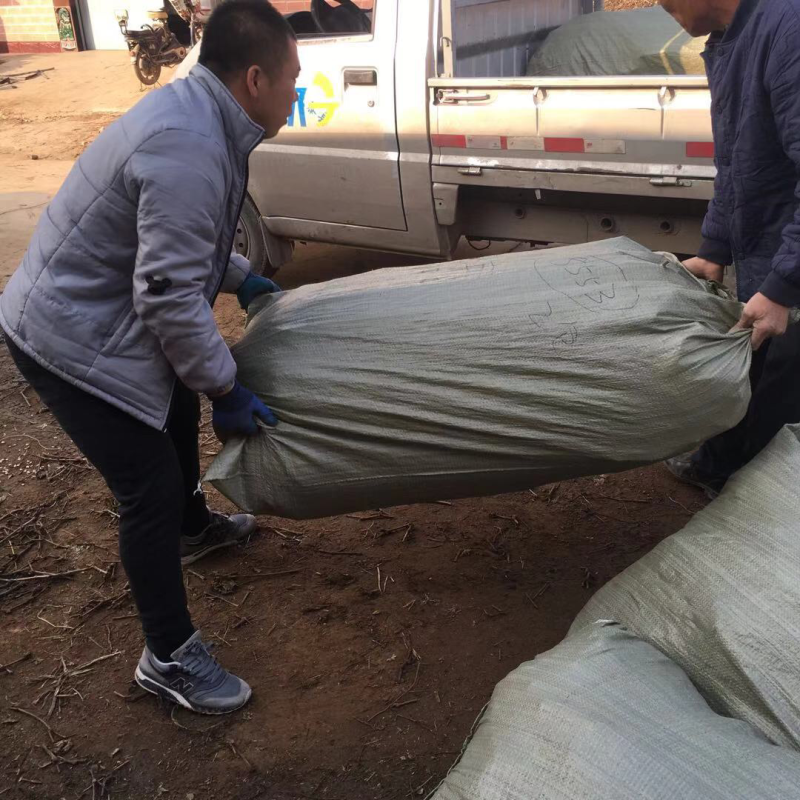 贝达夏黑嫁接阳光玫瑰葡萄树苗一年苗基地销售保质保纯度