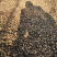 半夏种子