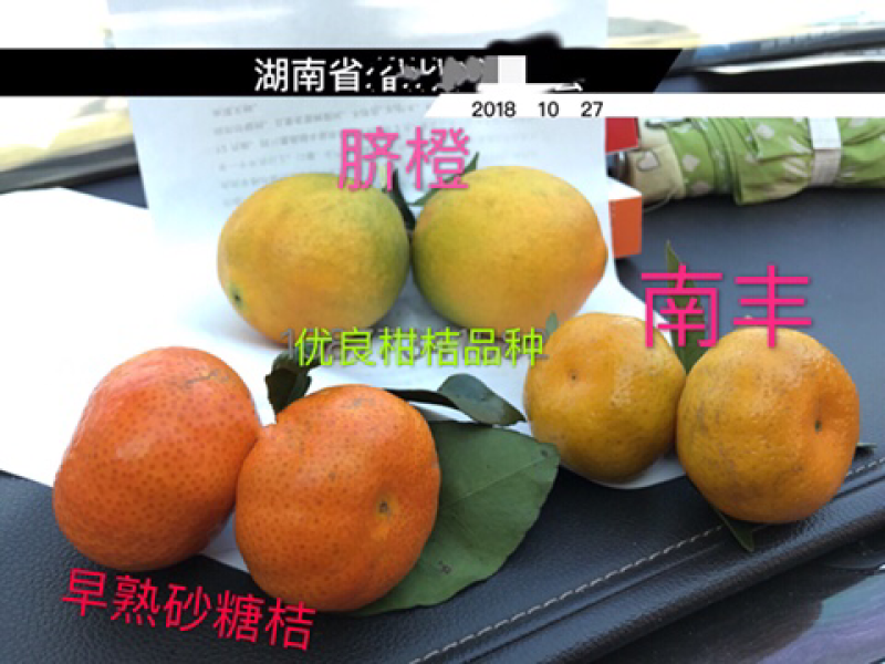 金秋砂糖蜜桔苗(质量优质有，量大价优可开正式发票)