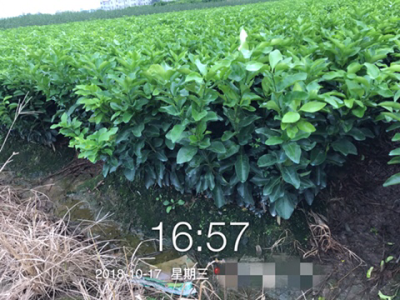 金秋砂糖蜜桔苗(质量优质有，量大价优可开正式发票)