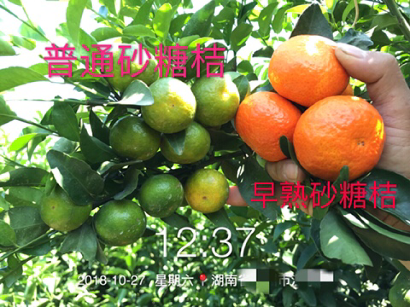 金秋砂糖蜜桔苗(质量优质有，量大价优可开正式发票)