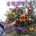 金秋砂糖蜜桔苗(质量优质有，量大价优可开正式发票)