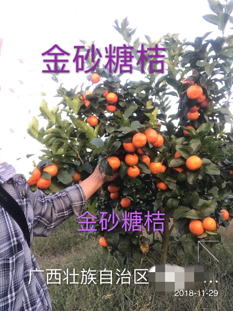 金秋砂糖蜜桔苗(质量优质有，量大价优可开正式发票)