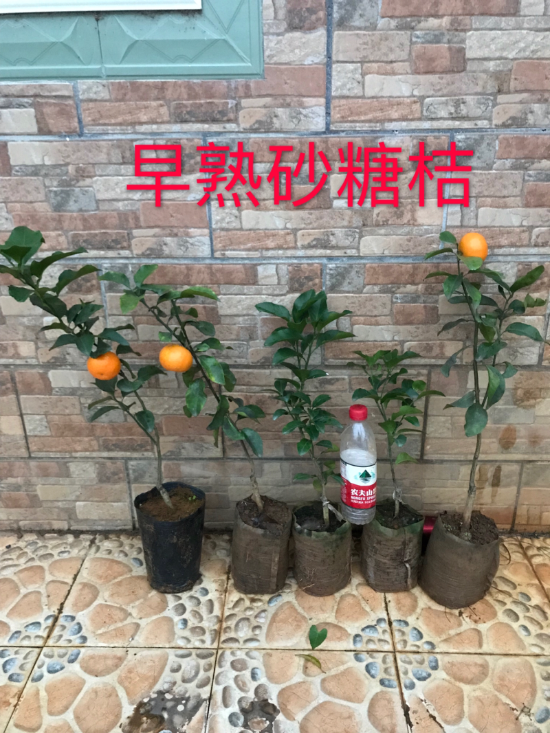 金秋砂糖蜜桔苗(质量优质有，量大价优可开正式发票)
