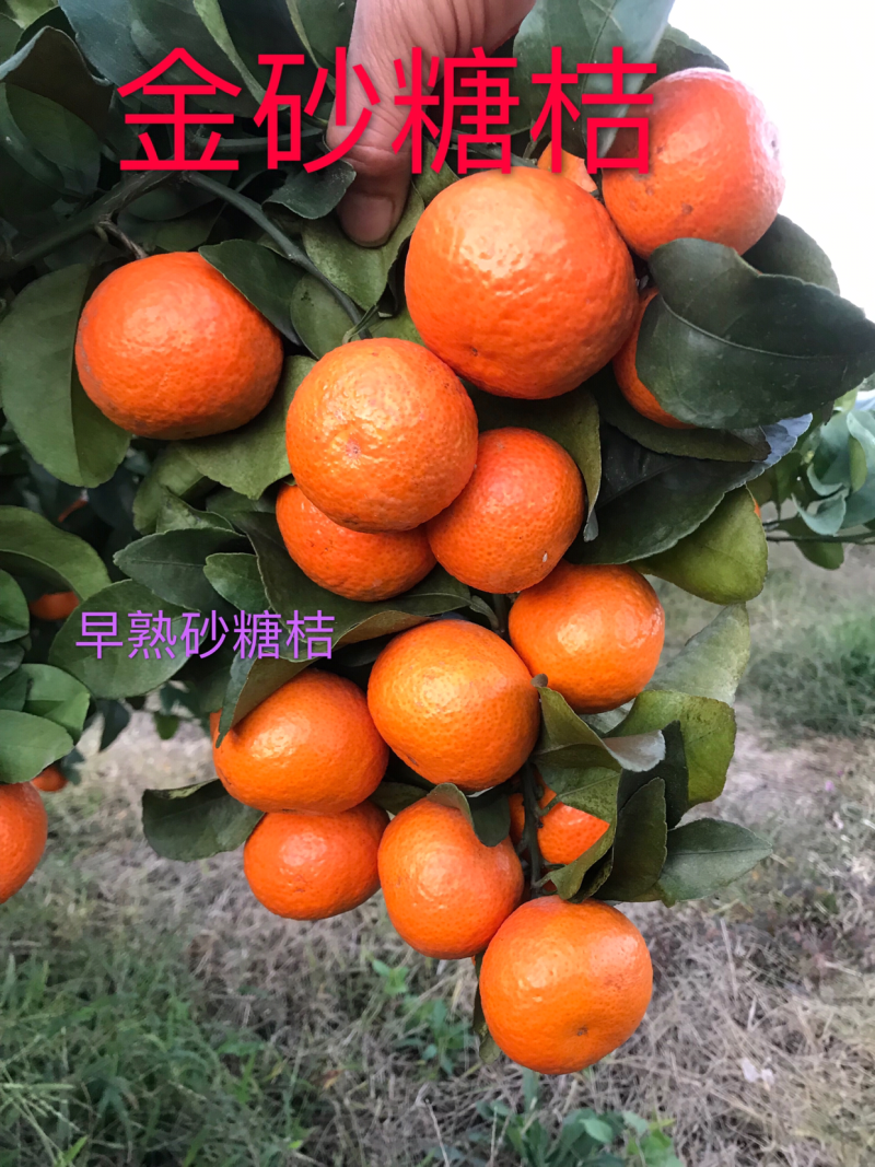 金秋砂糖蜜桔苗(质量优质有，量大价优可开正式发票)