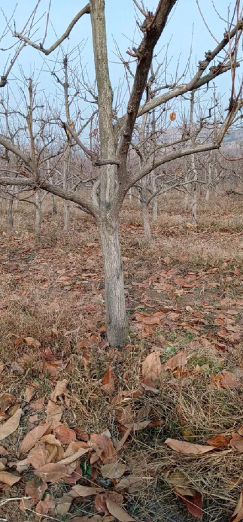 【基地直发】山西柿子树规格齐全绿化市政小区包上车技术支持