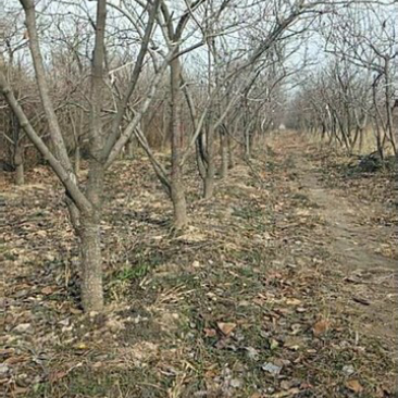 【基地直发】山西柿子树规格齐全绿化市政小区包上车技术支持