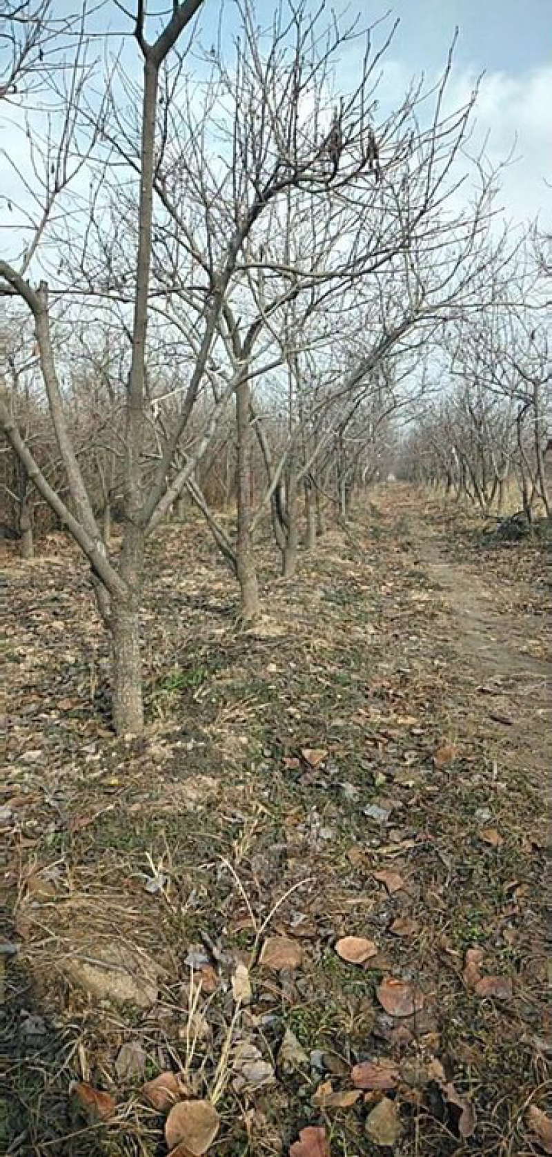 【基地直发】山西柿子树规格齐全绿化市政小区包上车技术支持