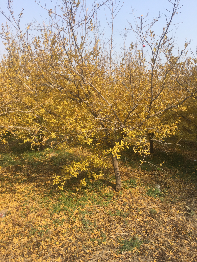 山西石榴树基地直发规格齐全绿化市政小区包上车技术支持