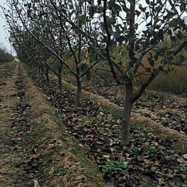 梨树苗、梨树5～8～10～12～15公分山西梨树基地直供