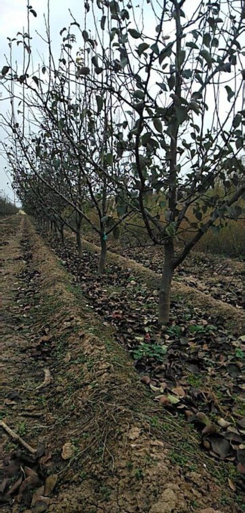 梨树苗、梨树5～8～10～12～15公分山西梨树基地直供