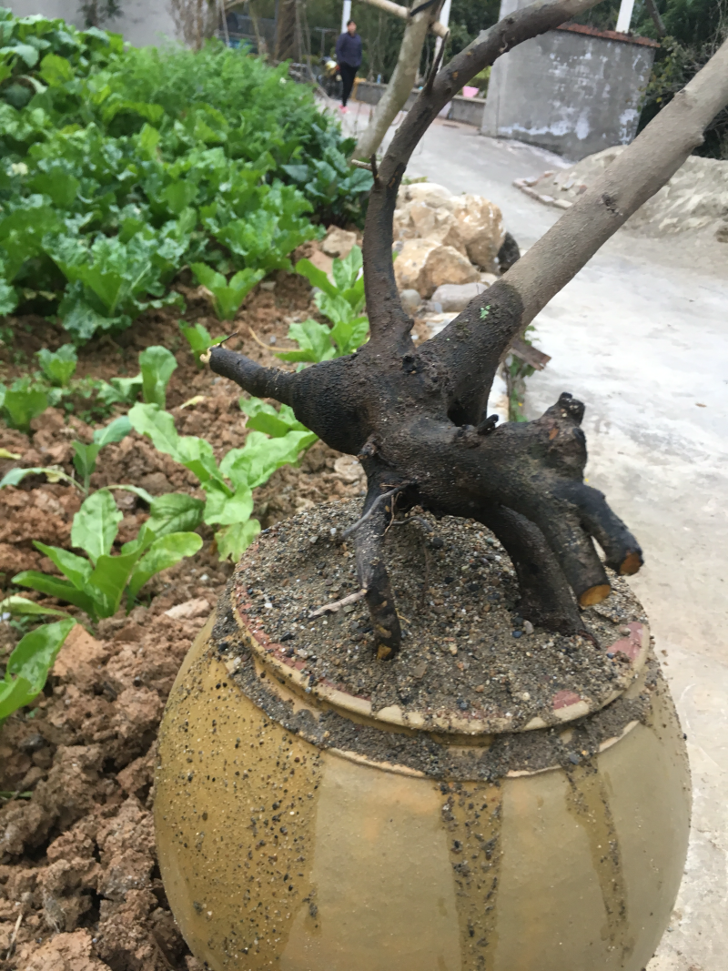 规格高30厘米重20斤根茎好看