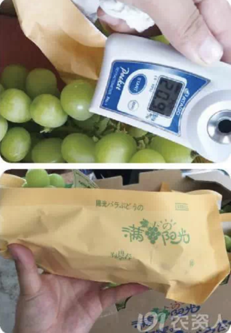 供应优质阳光玫瑰葡萄苗、0.5以上阳光玫瑰葡萄苗