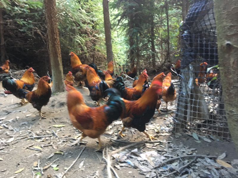 深山散养走地鸡