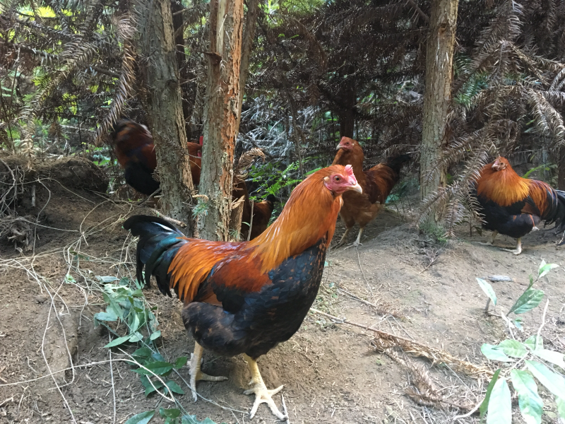 深山散养走地鸡