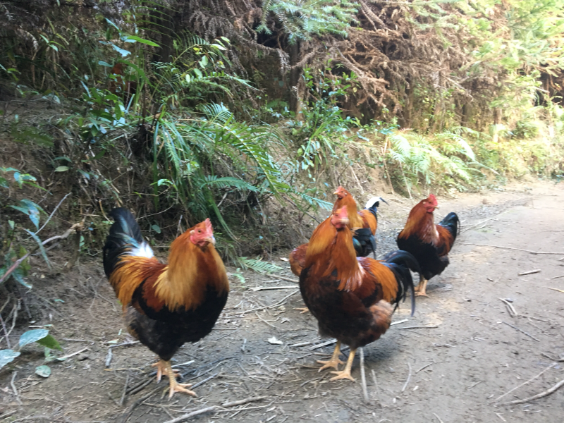深山散养走地鸡