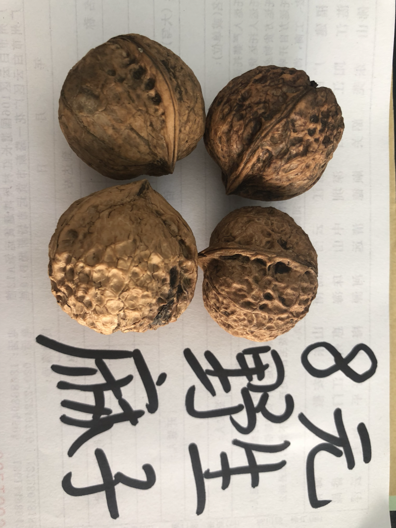 云南野生麻子核桃