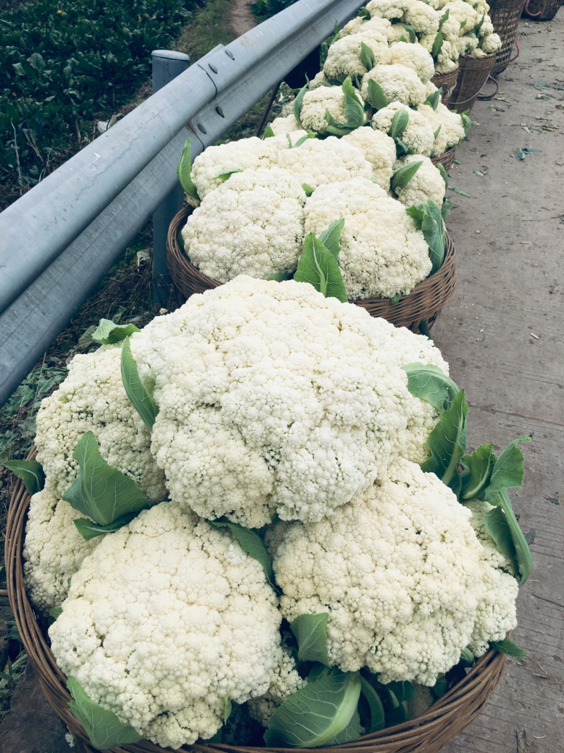 花菜散花菜松花菜有机菜花白面青梗松花菜