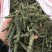 荆芥种子荆芥籽包发芽免费技术指导大货批发