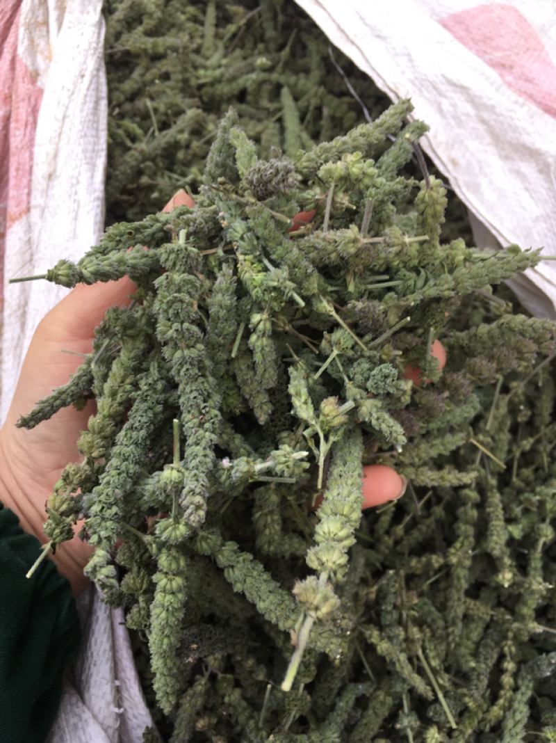 荆芥种子荆芥籽包发芽免费技术指导大货批发