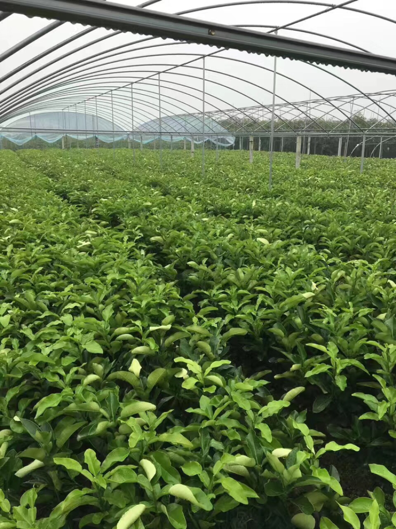 台湾红宝石葡萄柚苗红肉葡萄柚苗红宝石葡萄柚价格