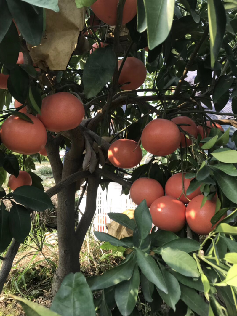 台湾红宝石葡萄柚苗红肉葡萄柚苗红宝石葡萄柚价格