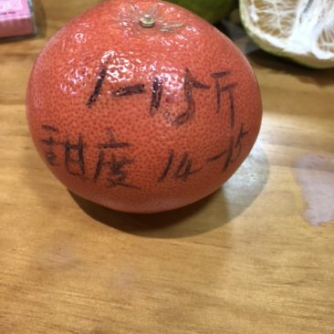 台湾红宝石葡萄柚苗红肉葡萄柚苗红宝石葡萄柚价格