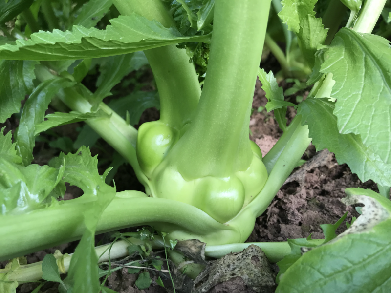榨菜半斤以上
