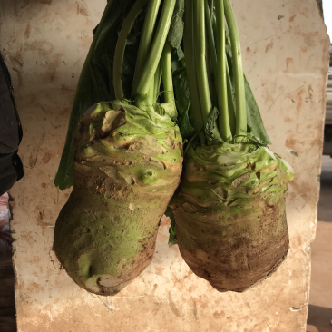 大头菜