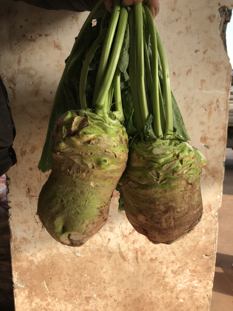大头菜