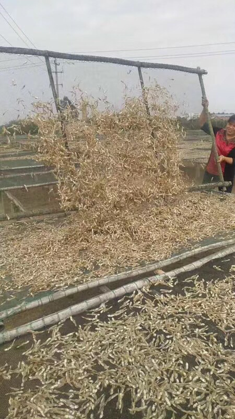 小鱼干银鱼干