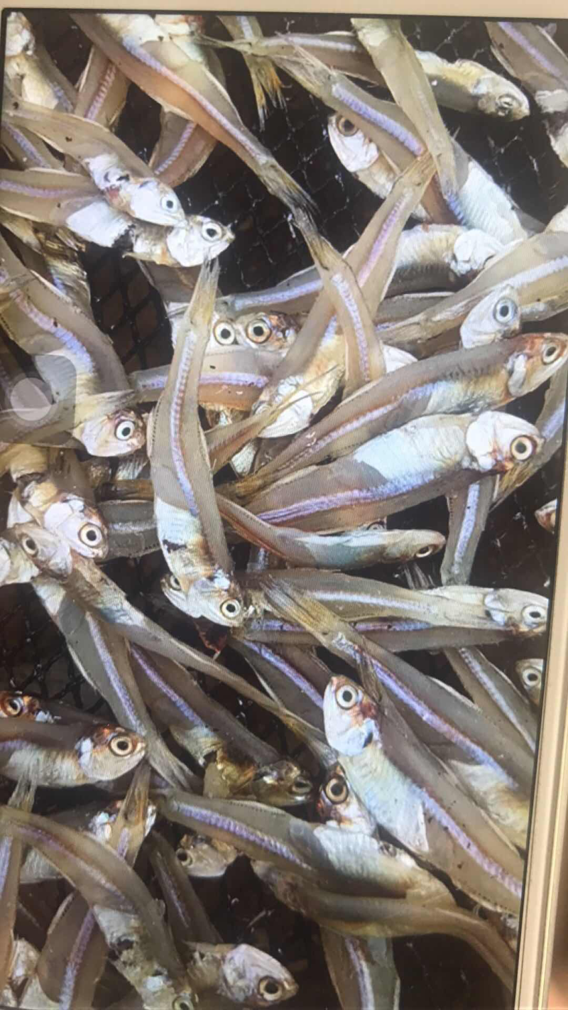小鱼干银鱼干
