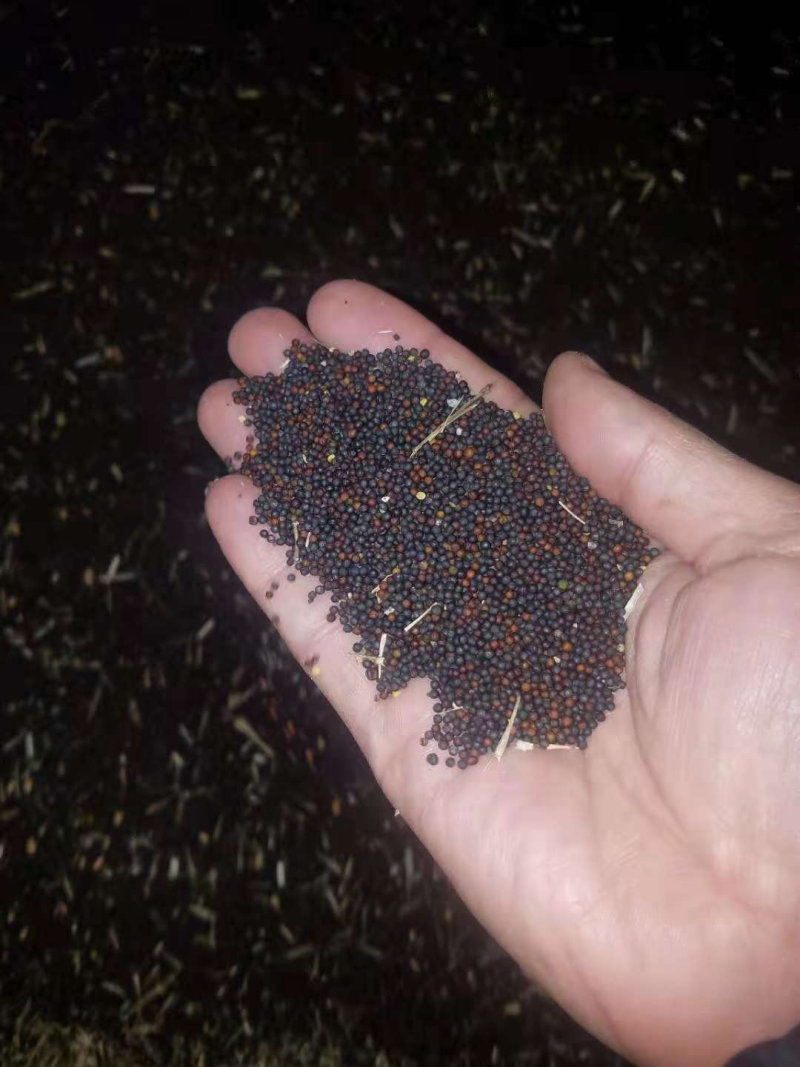 有大量油菜籽