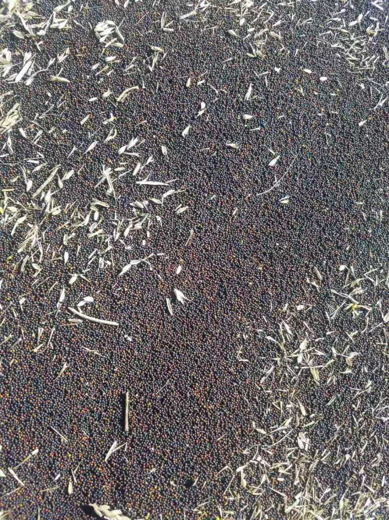 有大量油菜籽