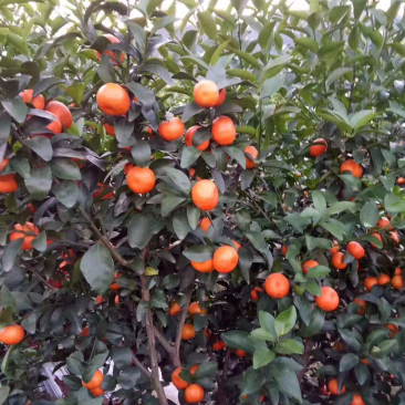 蒙山沙糖桔一级
