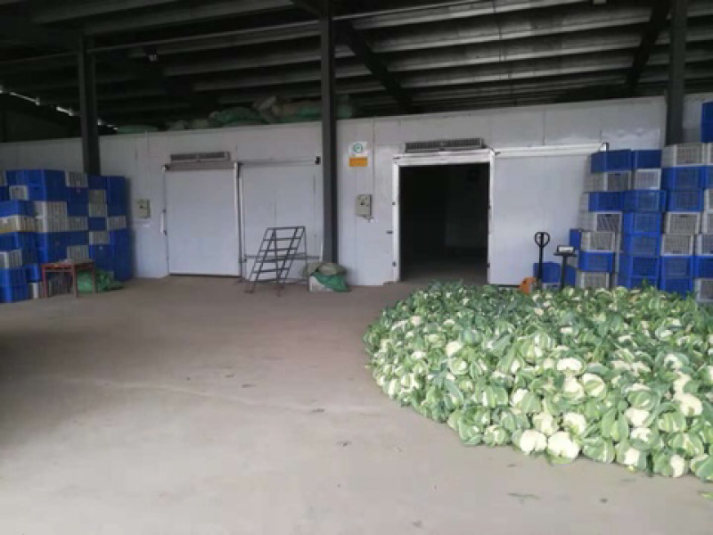 湖北产地菜花上市，发货全国，诚信为您代收，欢迎采购咨询