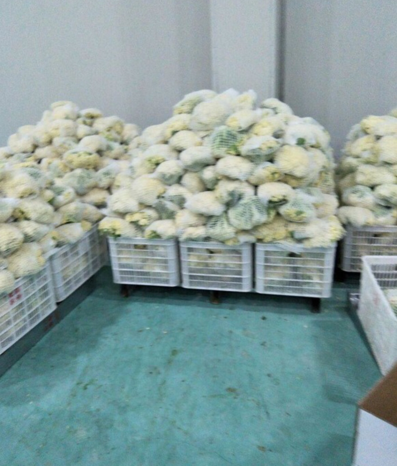 湖北产地菜花上市，发货全国，诚信为您代收，欢迎采购咨询