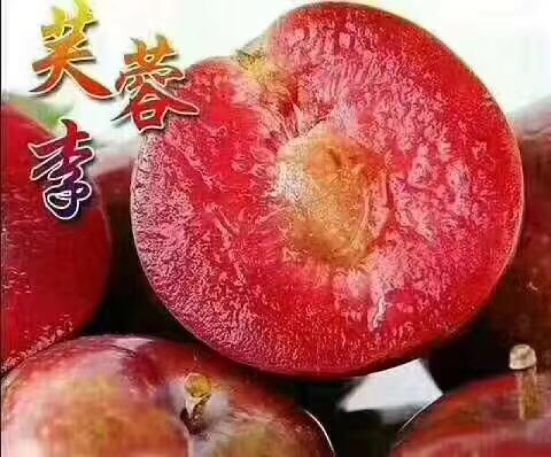 芙蓉李之乡。山美水美李更美。