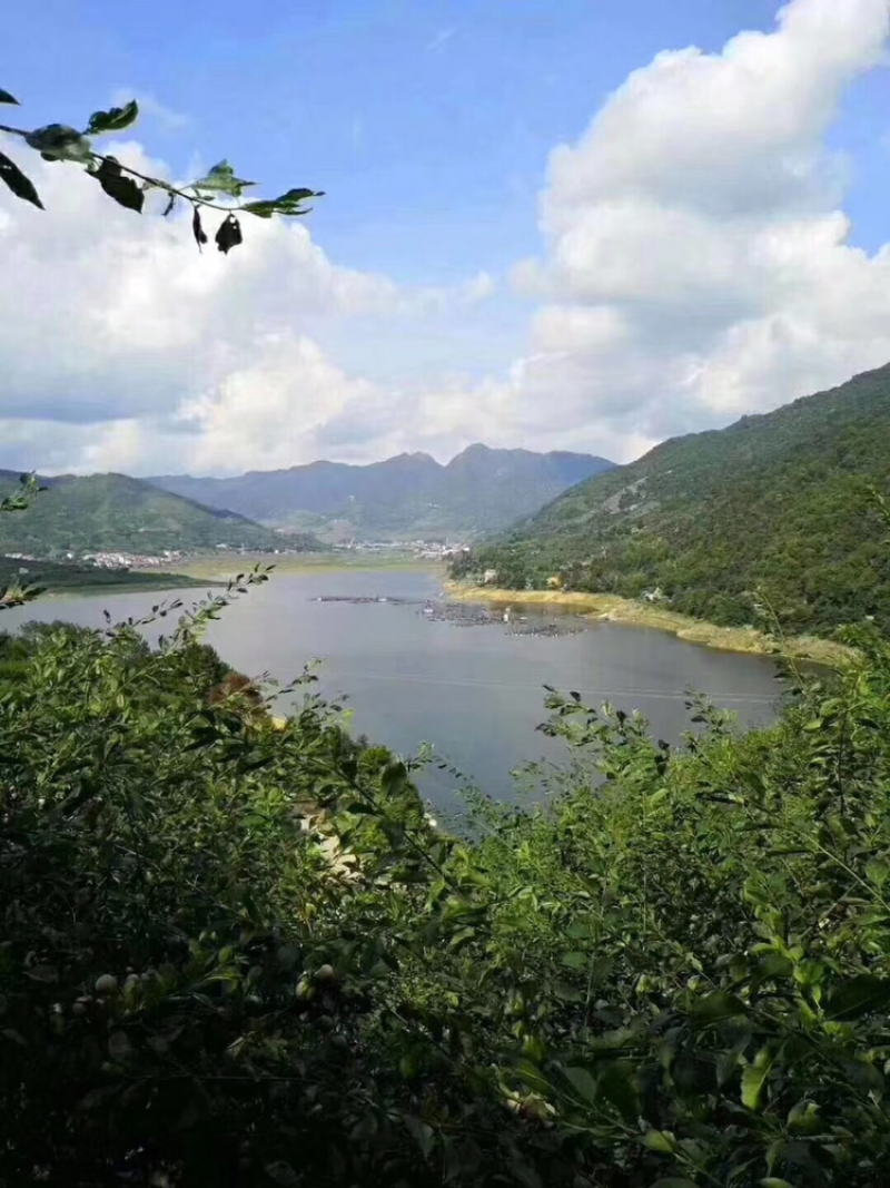 芙蓉李之乡。山美水美李更美。