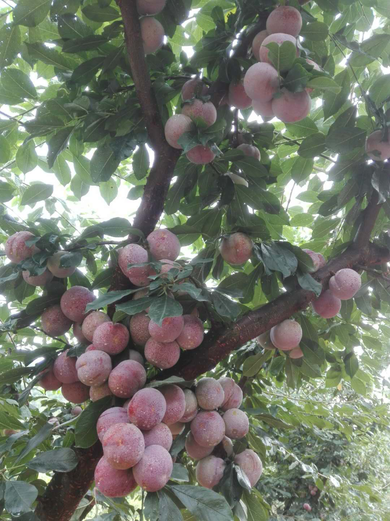 芙蓉李之乡。山美水美李更美。