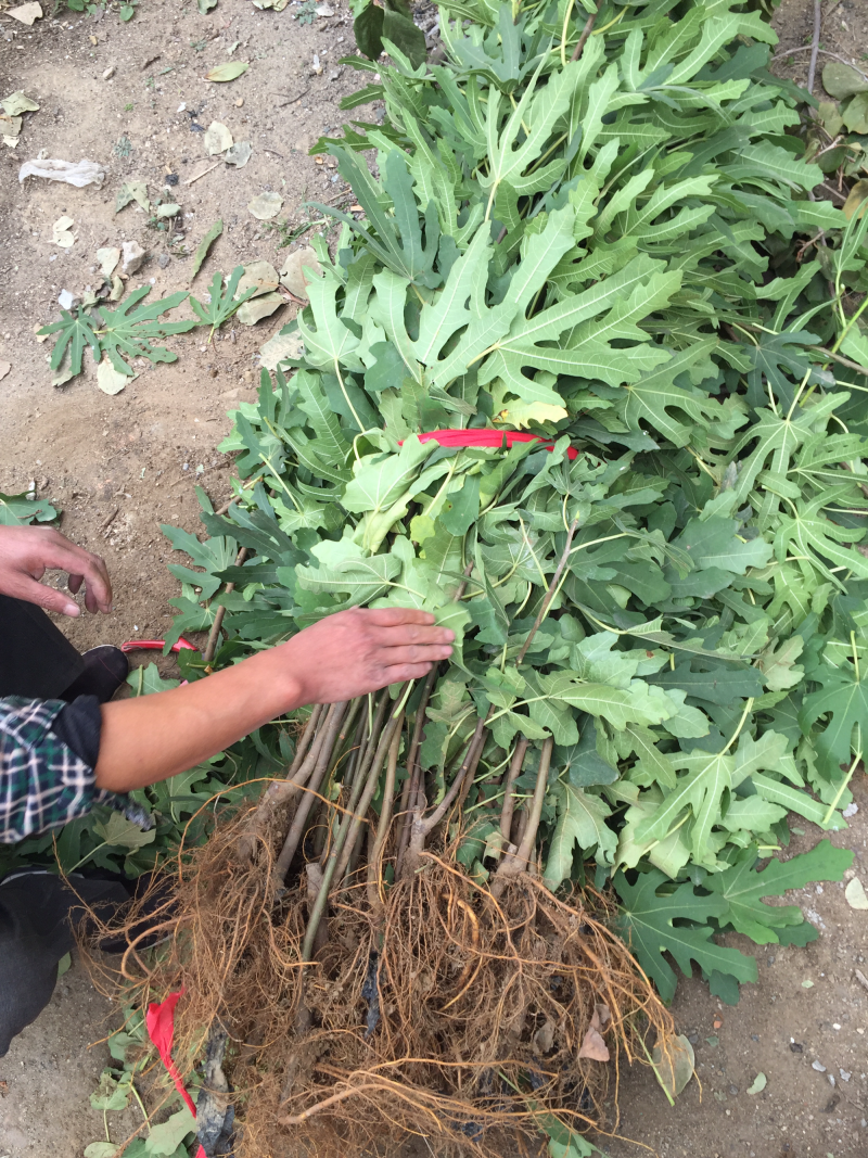 波姬红布兰瑞克无花果苗当年结果包成活