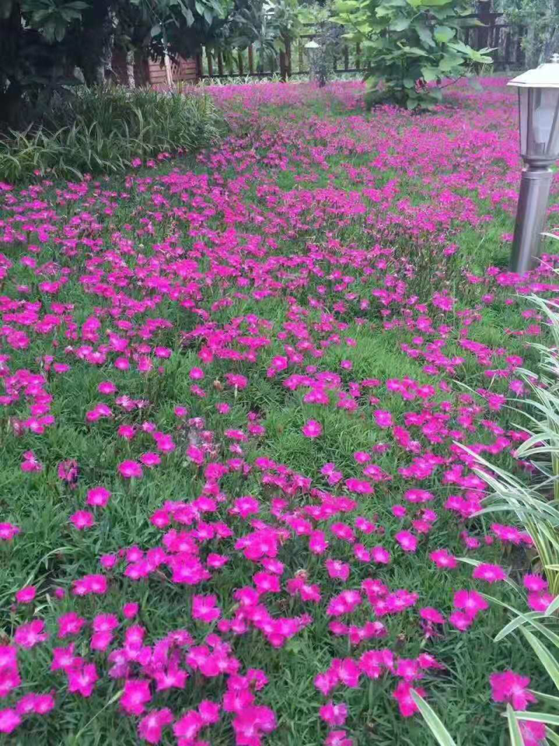 欧石竹，开花机器石竹