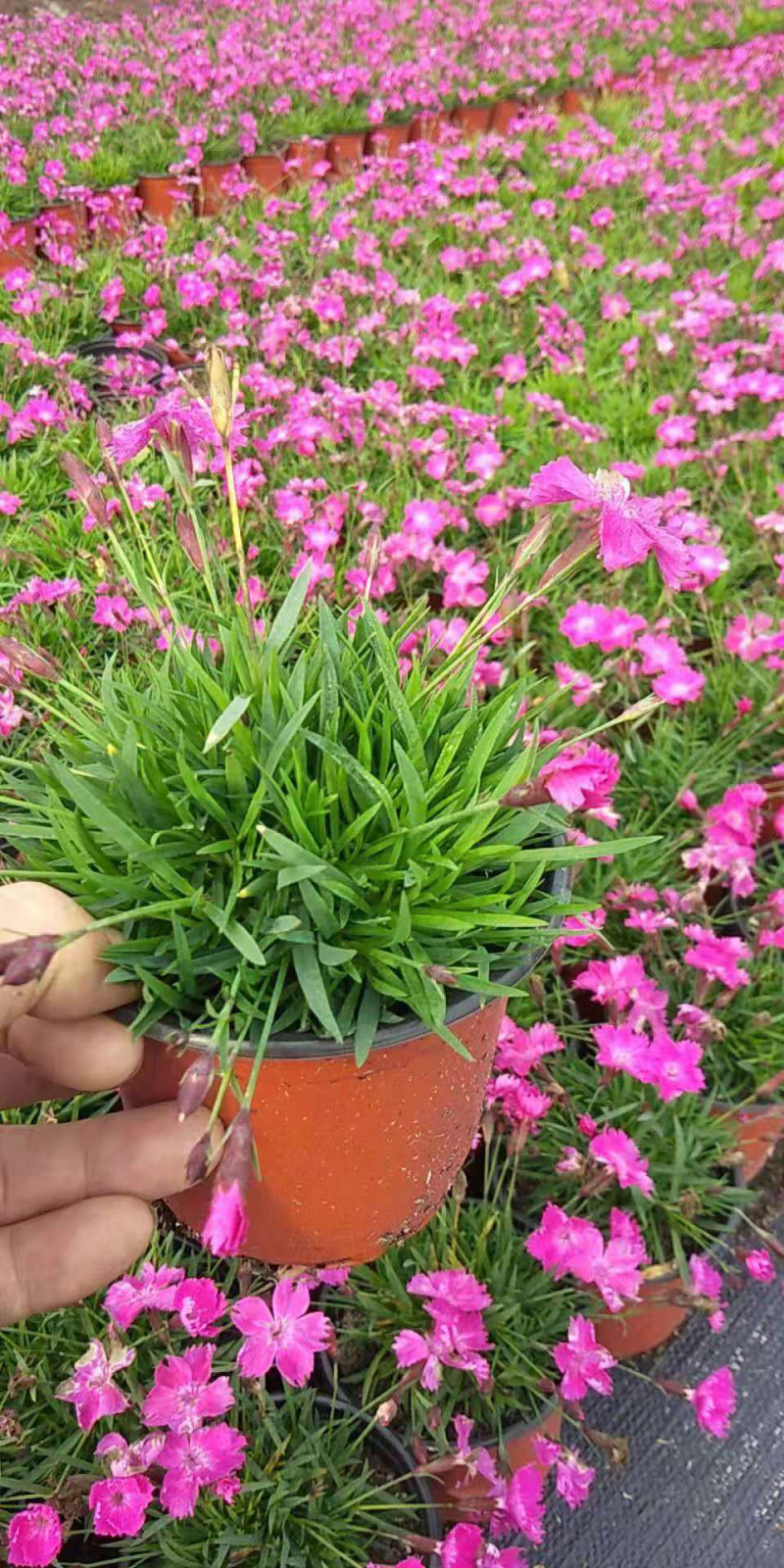 欧石竹，开花机器石竹