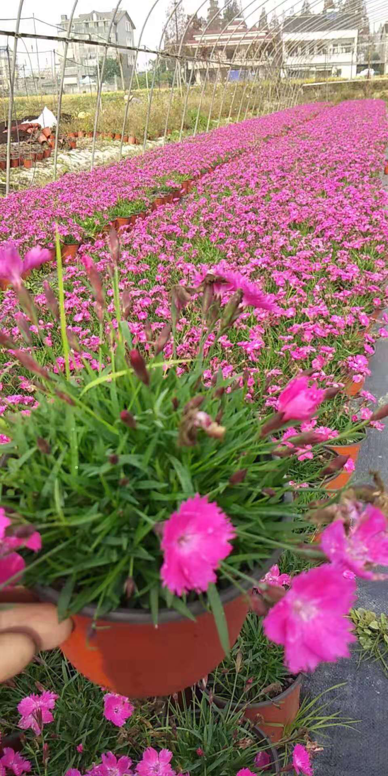 欧石竹，开花机器石竹